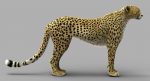 Cheetah (FUR) (ANIMATED) 3D Model Online | Animal 3D Model Online