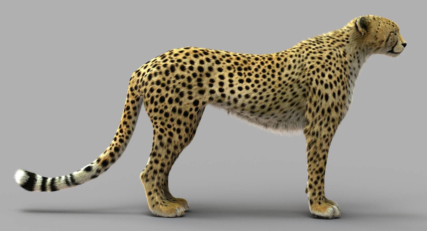 cheetah 3d plugin cheetah 3d plugin