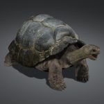 Tortoise 3D Model Online | 3D Model Online