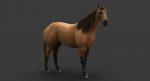 Horse 3D Model Online