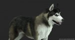 Siberian Husky 3D Model Online | 3D Model Online