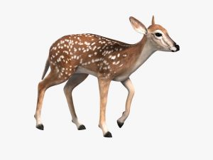 Fawn (ANIMATED) 3D Model Online | 3D Model Online