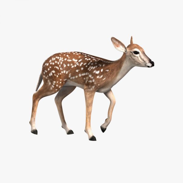 Fawn (ANIMATED) 3D Model Online | 3D Model Online