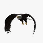American Bald Eagle (ANIMATED) 3D Model Online | 3D Model Online
