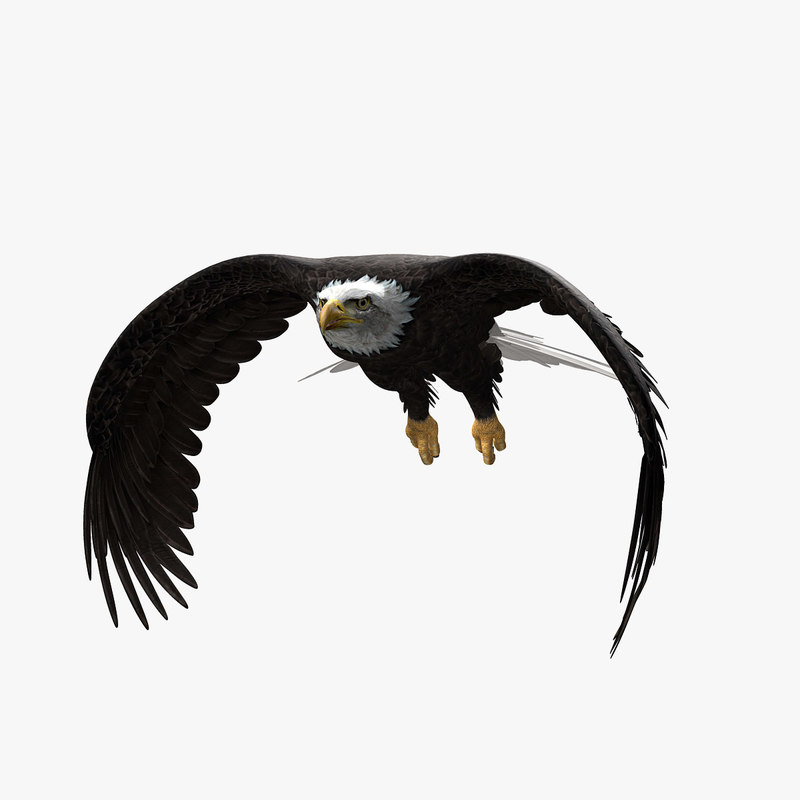 Buy EAGLES (ANIMATED) 3D Models Online | Massimo Righi