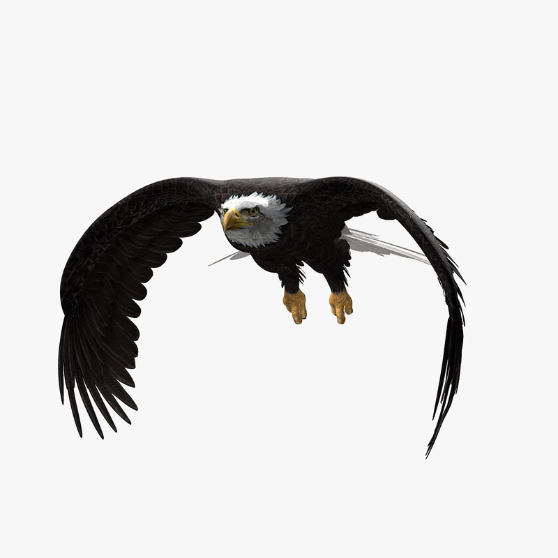 Buy EAGLES (ANIMATED) 3D Models Online | Massimo Righi Buy EAGLES (ANIMATED) 3D Models Online | Massimo Righi