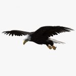 American Bald Eagle (ANIMATED) 3D Model Online | 3D Model Online