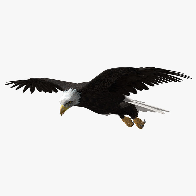 Buy American Bald Eagle (ANIMATED) 3D Model Online | Massimo Righi