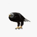 American Bald Eagle (ANIMATED) 3D Model Online | 3D Model Online