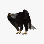 American Bald Eagle (ANIMATED) 3D Model Online | 3D Model Online