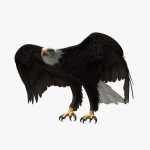 American Bald Eagle (ANIMATED) 3D Model Online | 3D Model Online