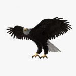 American Bald Eagle (ANIMATED) 3D Model Online | 3D Model Online