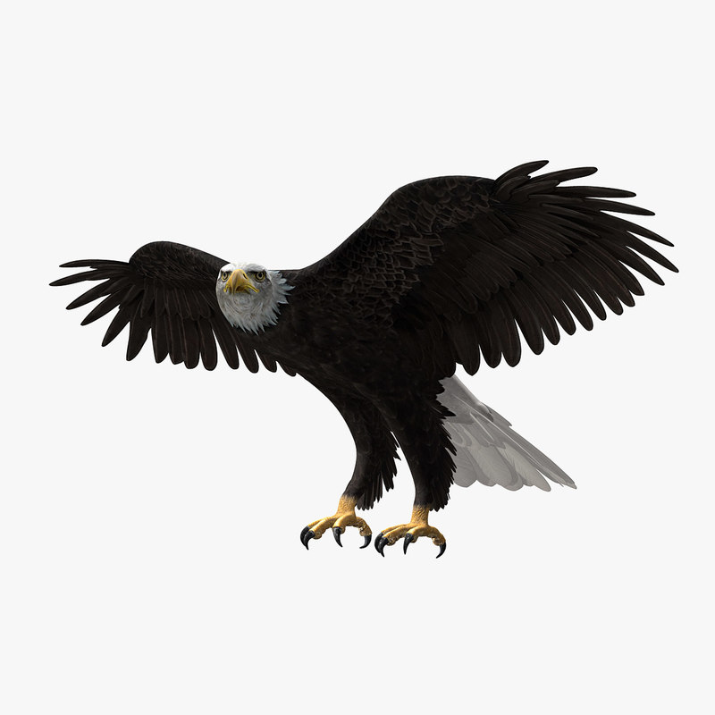 Buy American Bald Eagle (ANIMATED) 3D Model Online | Massimo Righi Buy American Bald Eagle (ANIMATED) 3D Model Online | Massimo Righi
