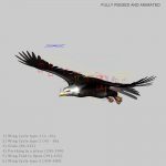 American Bald Eagle (ANIMATED) 3D Model Online | 3D Model Online