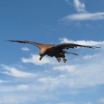 Golden Eagle (ANIMATED) 3D Model Online | 3D Model Online
