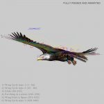 American Bald Eagle (ANIMATED) 3D Model Online | 3D Model Online