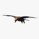 Golden Eagle (ANIMATED) 3D Model Online | 3D Model Online