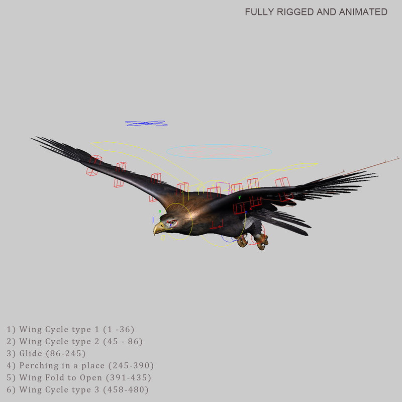 Golden Eagle Animated