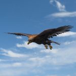 Golden Eagle (ANIMATED) 3D Model Online | 3D Model Online