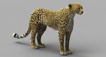Cheetah (FUR) (ANIMATED) 3D Model Online | Animal 3D Model Online