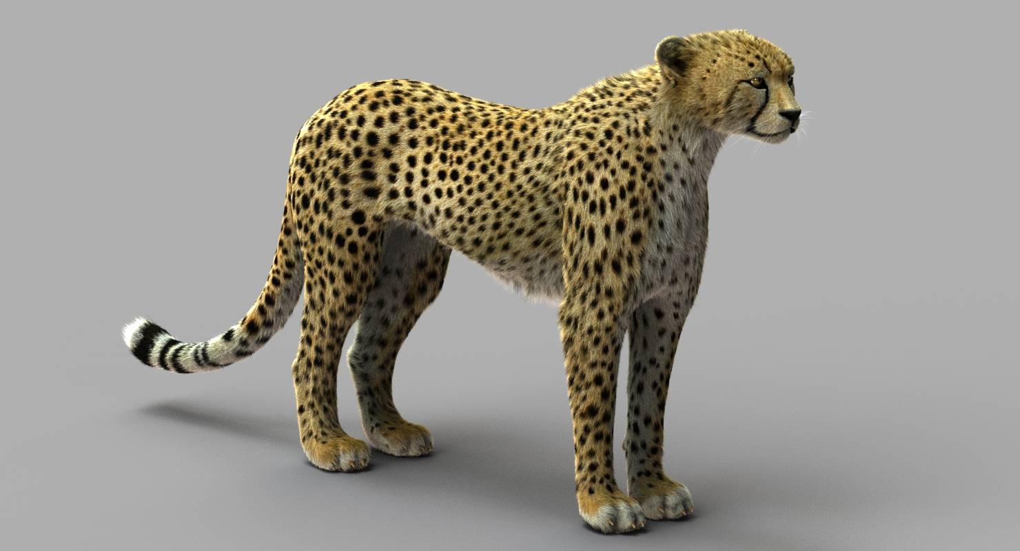 cheetah 3d modeling