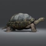 Tortoise 3D Model Online | 3D Model Online