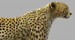 Cheetah (FUR) (ANIMATED) 3D Model Online | Animal 3D Model Online