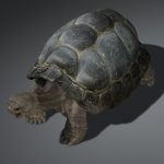 Tortoise 3D Model Online | 3D Model Online