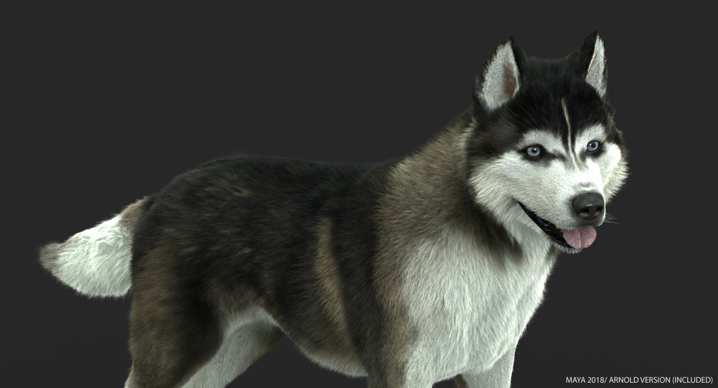 Buy SIBERIAN HUSKY (FUR) (ANIMATED) 3D Models Online