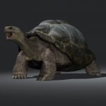 Tortoise 3D Model Online | 3D Model Online