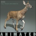 Doe (ANIMATED) 3D Model Online | 3D Model Online