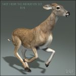 Doe (ANIMATED) 3D Model Online | 3D Model Online