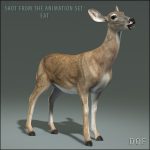 Doe (ANIMATED) 3D Model Online | 3D Model Online