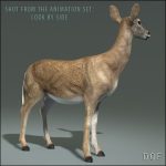 Doe (ANIMATED) 3D Model Online | 3D Model Online