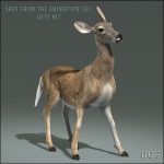 Doe (ANIMATED) 3D Model Online | 3D Model Online