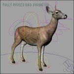 Doe (ANIMATED) 3D Model Online | 3D Model Online