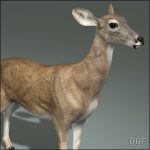 Doe (ANIMATED) 3D Model Online | 3D Model Online