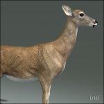 Doe (ANIMATED) 3D Model Online | 3D Model Online