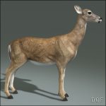 Doe (ANIMATED) 3D Model Online | 3D Model Online