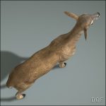 Doe (ANIMATED) 3D Model Online | 3D Model Online