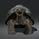 Tortoise 3D Model Online | 3D Model Online