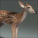 Fawn (ANIMATED) 3D Model Online | 3D Model Online