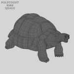 Tortoise 3D Model Online | 3D Model Online
