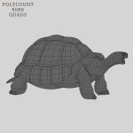 Tortoise 3D Model Online | 3D Model Online