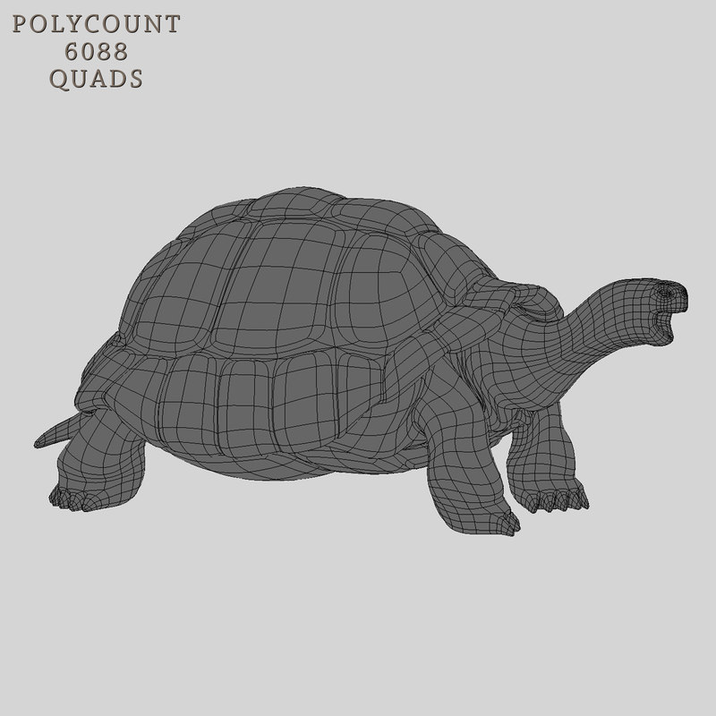 Buy TORTOISE (ANIMATED) 3D Models Online | Massimo Righi