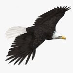 American Bald Eagle (ANIMATED) 3D Model Online | 3D Model Online