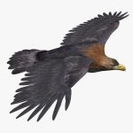 Golden Eagle (ANIMATED) 3D Model Online | 3D Model Online