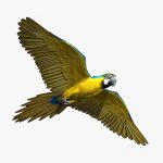 Macaw (ANIMATED) 3D Model Online
