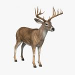 Deer (ANIMATED) 3D Model Online | 3D Model Online