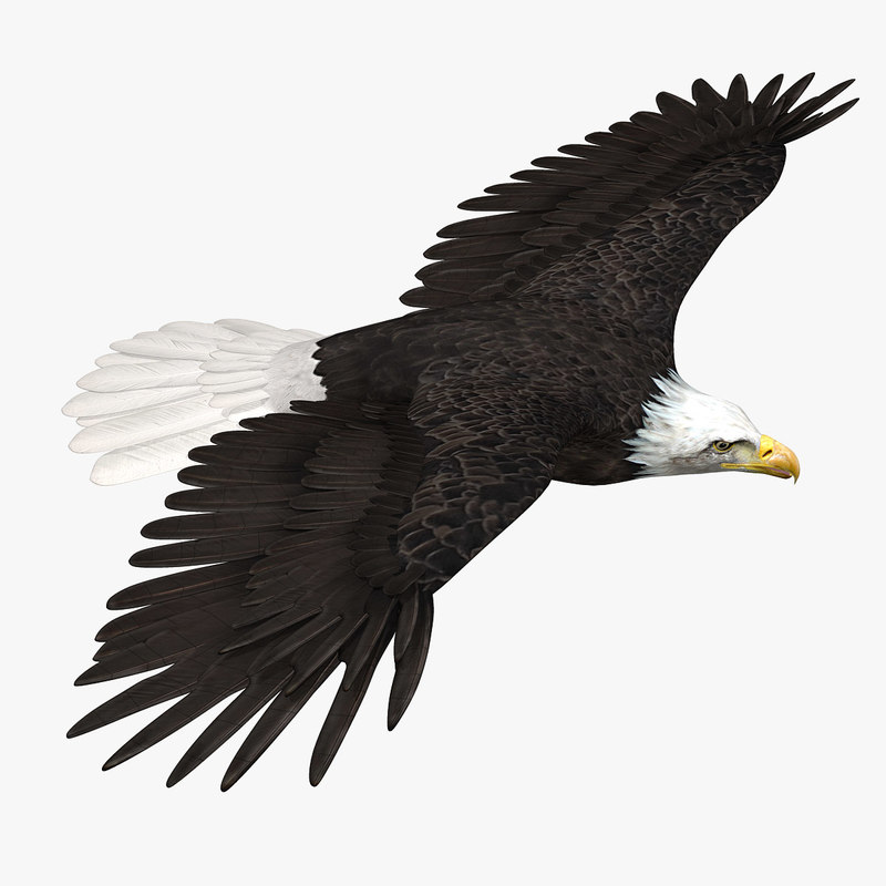 Buy American Bald Eagle (ANIMATED) 3D Model Online | Massimo Righi Buy American Bald Eagle (ANIMATED) 3D Model Online | Massimo Righi